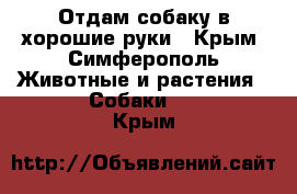 Отдам собаку в хорошие руки - Крым, Симферополь Животные и растения » Собаки   . Крым